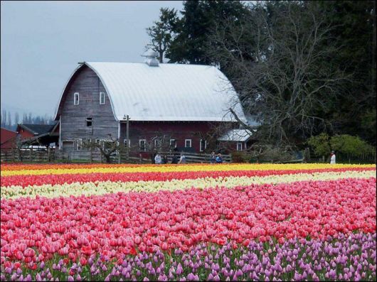Tulip Fields in Netherlands (Holland)