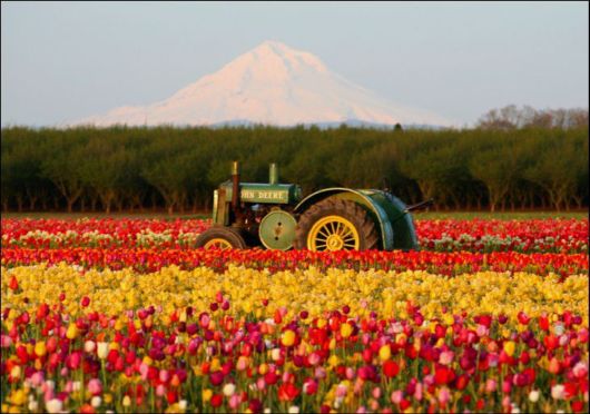 Tulip Fields in Netherlands (Holland)