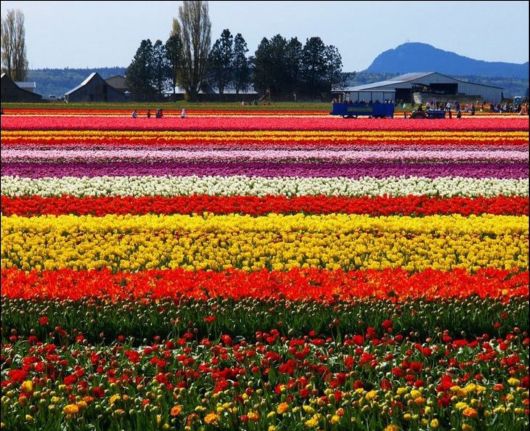 Tulip Fields in Netherlands (Holland)