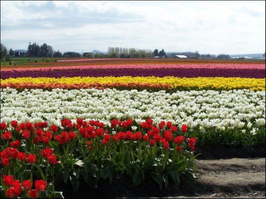 Tulip Fields in Netherlands (Holland)