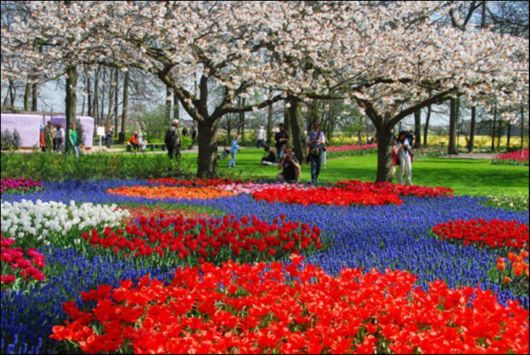 Tulip Fields in Netherlands (Holland)