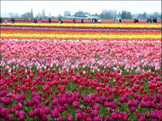 Tulip Fields in Netherlands (Holland)