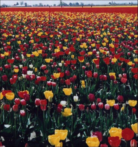 Tulip Fields in Netherlands (Holland)