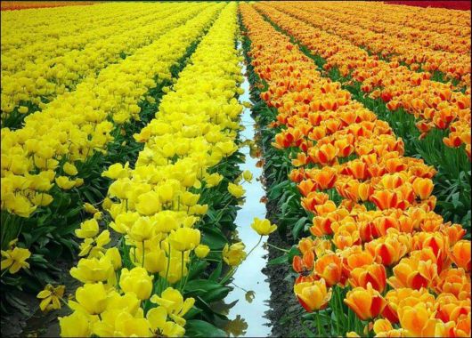 Tulip Fields in Netherlands (Holland)