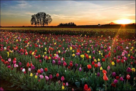 Tulip Fields in Netherlands (Holland)