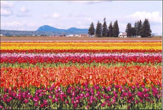 Tulip Fields in Netherlands (Holland)