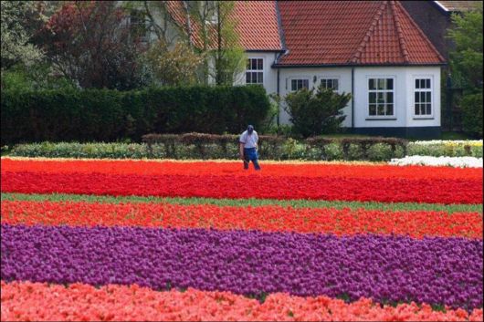 Tulip Fields in Netherlands (Holland)