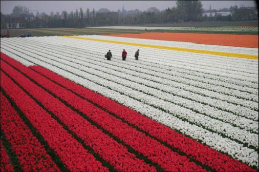 Tulip Fields in Netherlands (Holland)