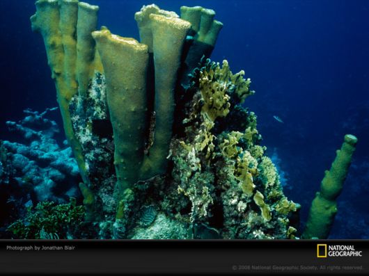 Underwater World by National Geographic