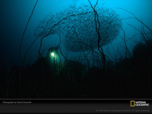 Underwater World by National Geographic