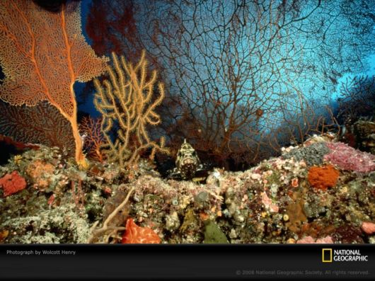 Underwater World by National Geographic