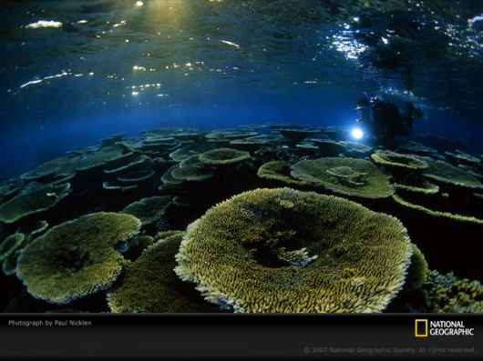 Underwater World by National Geographic