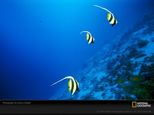 Underwater World by National Geographic
