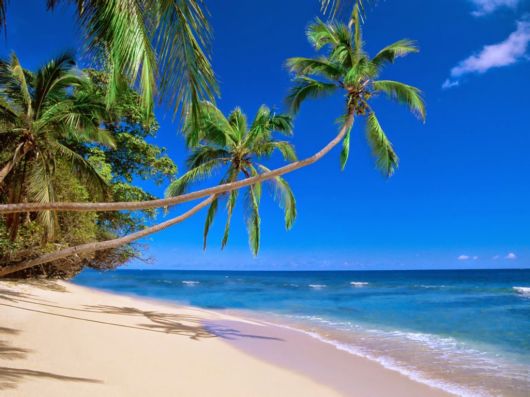 The Beautiful Beach Trees | Funzug.com