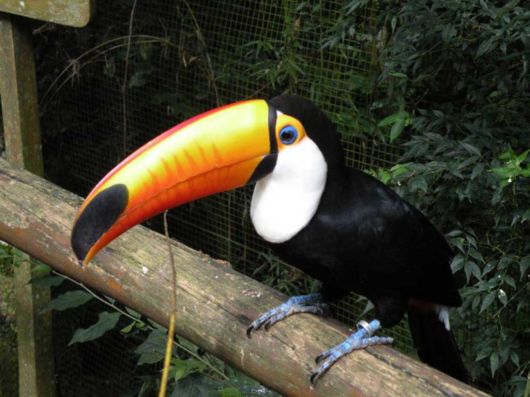 Iguazu Falls South Americas Mightiest Waterfall