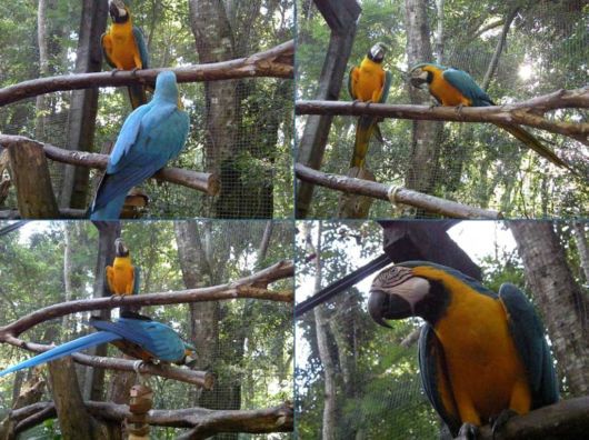 Iguazu Falls South Americas Mightiest Waterfall