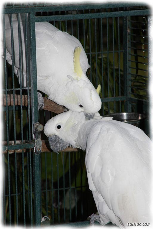 A Love Tale of Two Cockatoos