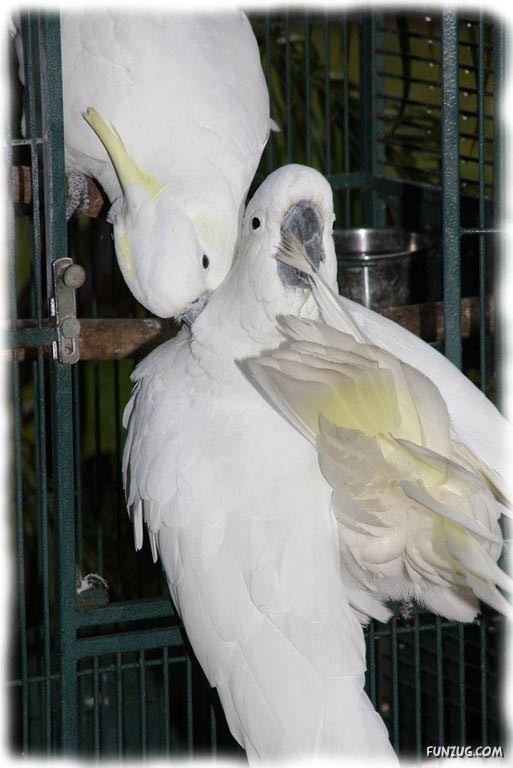 A Love Tale of Two Cockatoos