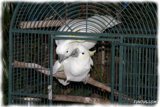 A Love Tale of Two Cockatoos