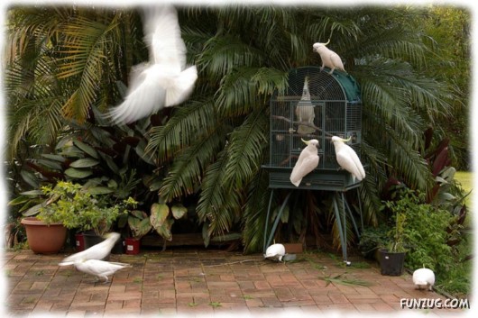 A Love Tale of Two Cockatoos