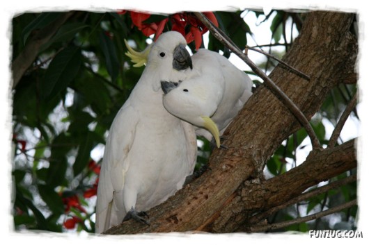 A Love Tale of Two Cockatoos