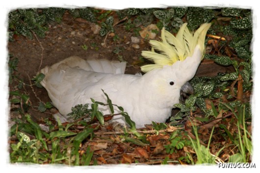 A Love Tale of Two Cockatoos