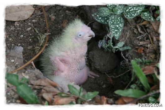 A Love Tale of Two Cockatoos
