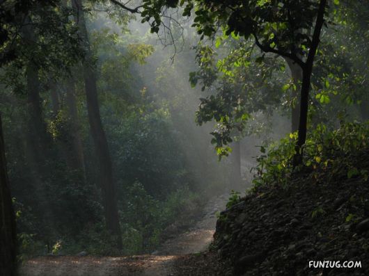 Stunning Jim Corbett National Park