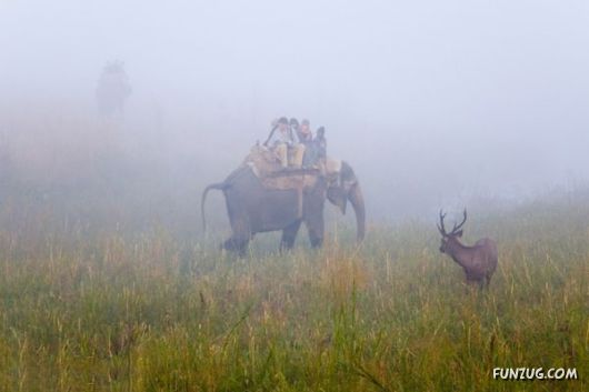 Stunning Jim Corbett National Park