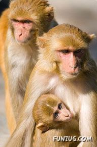 Stunning Jim Corbett National Park