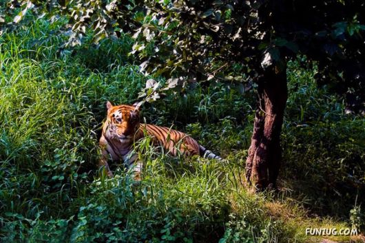 Stunning Jim Corbett National Park