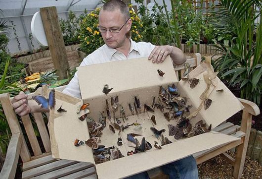The London Butterfly Museum