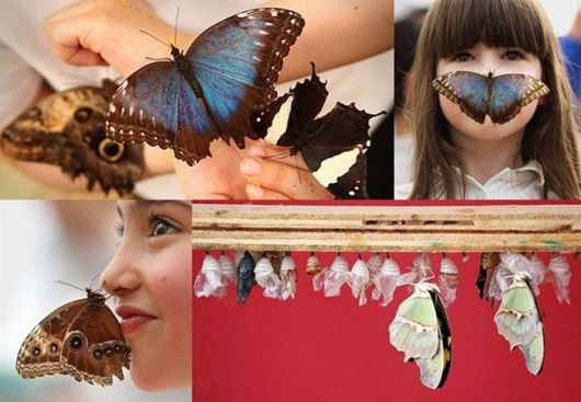 The London Butterfly Museum