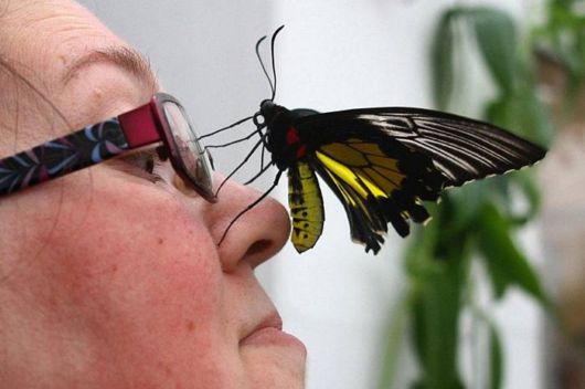 The London Butterfly Museum