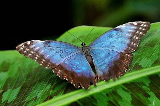 The London Butterfly Museum