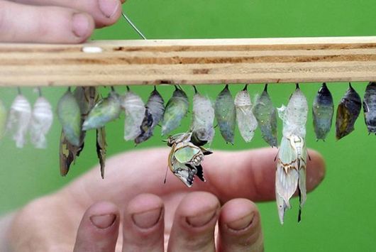 The London Butterfly Museum