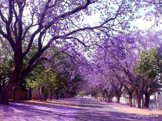 A Trip to South Africa