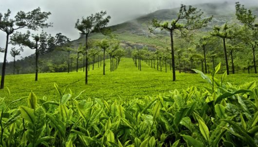 Terrific Tea Plantations Around The World