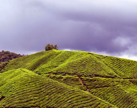 Terrific Tea Plantations Around The World