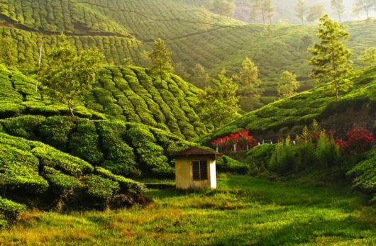 Terrific Tea Plantations Around The World
