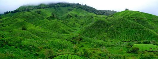 Terrific Tea Plantations Around The World