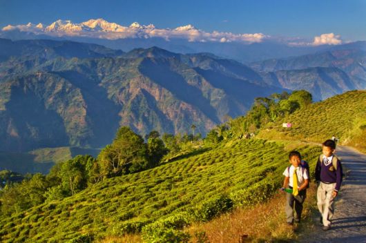Terrific Tea Plantations Around The World