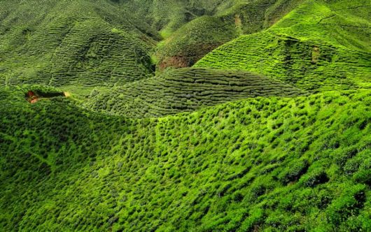 Terrific Tea Plantations Around The World