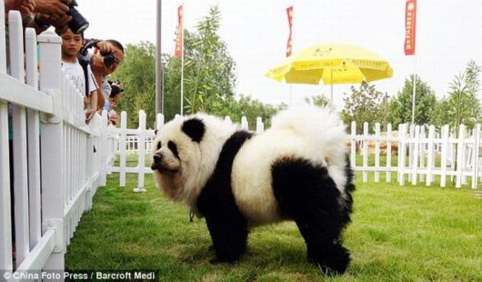 Panda Dogs And Tiger Dogs Latest Trend