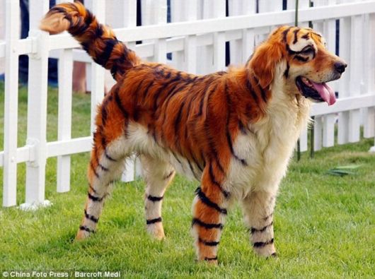Panda Dogs And Tiger Dogs Latest Trend