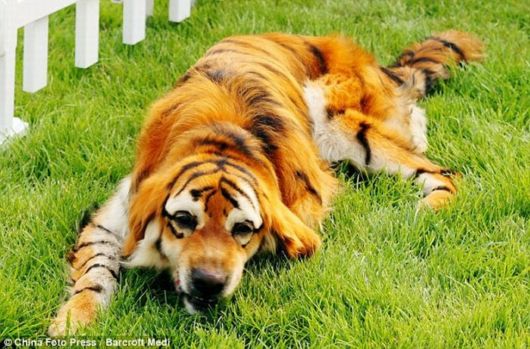 Panda Dogs And Tiger Dogs Latest Trend