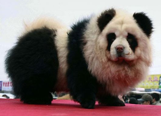 Panda Dogs And Tiger Dogs Latest Trend