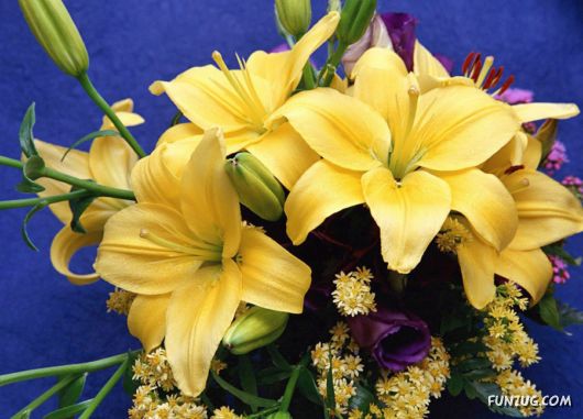 Click to Enlarge -Beautiful Colorful Flowers Wallpapers