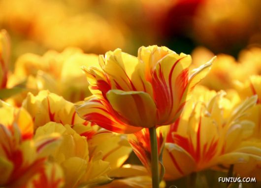Click to Enlarge -Beautiful Colorful Flowers Wallpapers