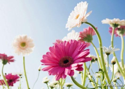 Click to Enlarge -Beautiful Colorful Flowers Wallpapers